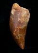 Carcharodontosaurus Tooth - Monster Theropod #4221-2